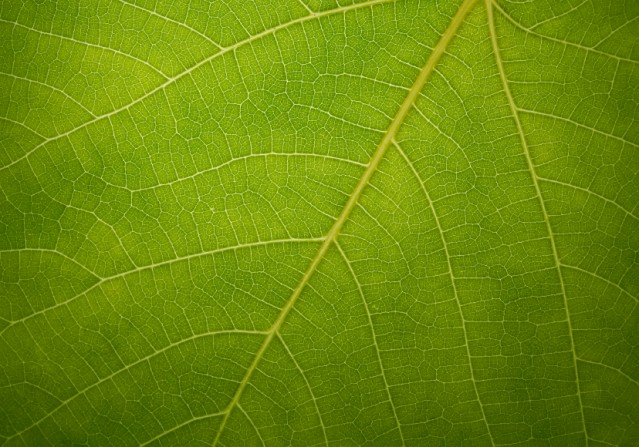 Green fig leaf texture close up